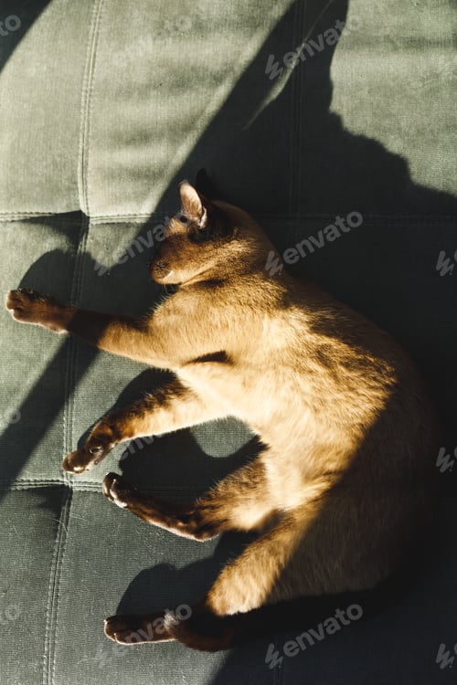 Preview: Close up of pet cat in bedroom, lying on bed