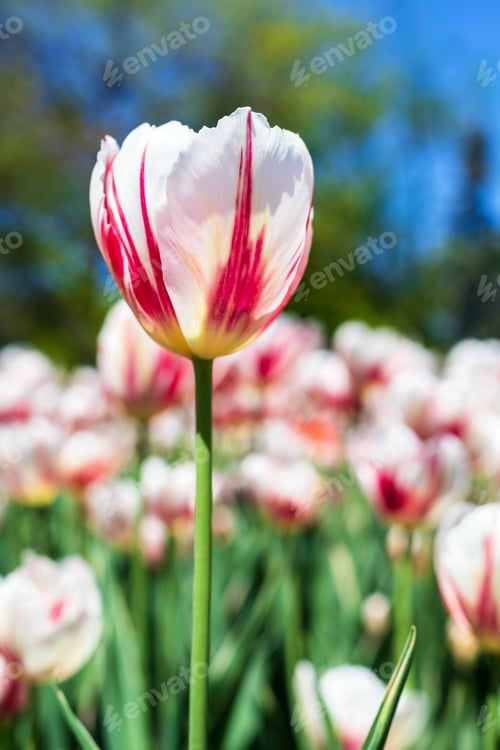 Preview: Tulips against blue sky in park. Flowers in garden in spring season.
