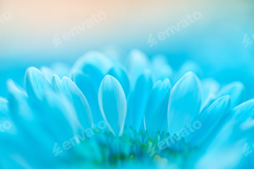 Preview: Close-up of delicate blue chrysanthemums with soft lighting and blurred background