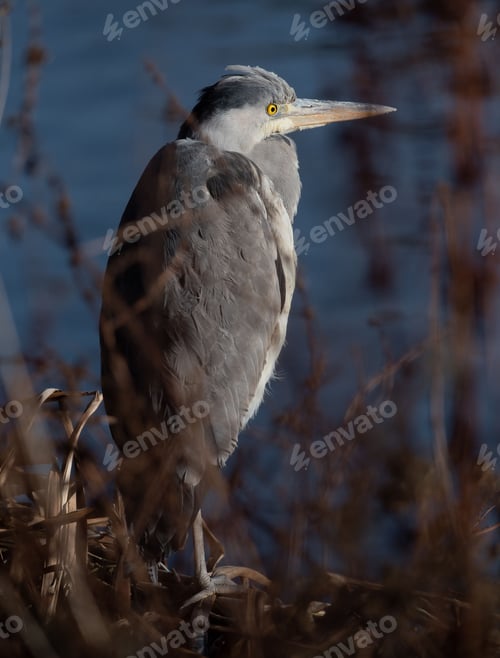 Preview: Close-up of a grey heron bird perched on a grassy field at the shore of a lake