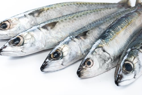 Preview: Raw mackerel isolated on white background