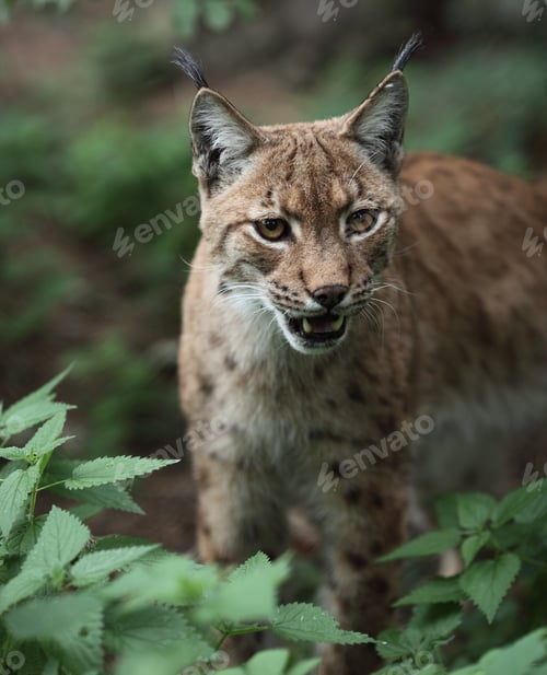 Preview: Close-up portrait of an Eurasian Lynx (Lynx lynx)