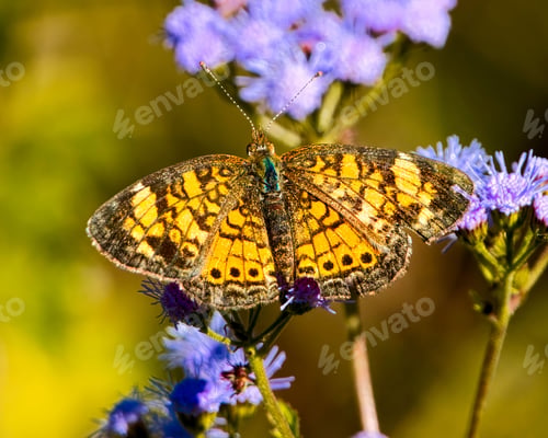Preview: Vibrant pearl crescent butterfly on delicate purple flowers in a sunlit garden. Dover, Tennessee