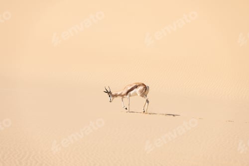 Preview: A Springbok in desert