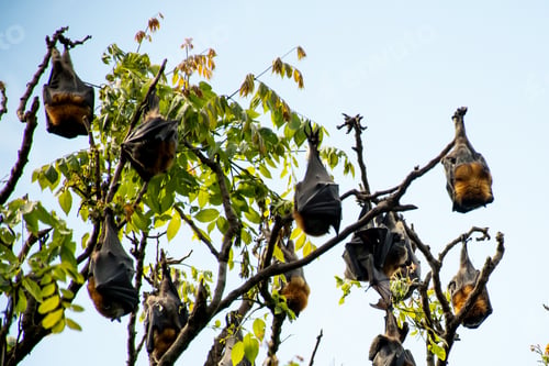 Preview: Grey-headed Flying foxes hanging in the tree. Mega bat native to Australia