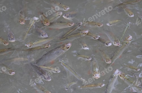 Preview: Close-up shot of a dense school of bream fish in the water
