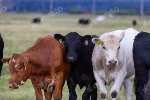 Visualização: Vaca em um campo verde com paisagem de montanha no fundo