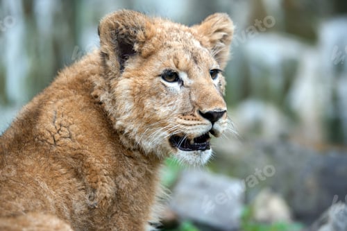 Preview: Young lion cub in the wild portrait