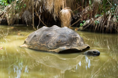 Preview: Big Seychelles turtle in a swamp.