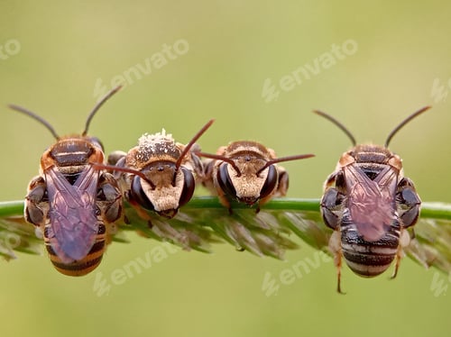 Preview: Insect