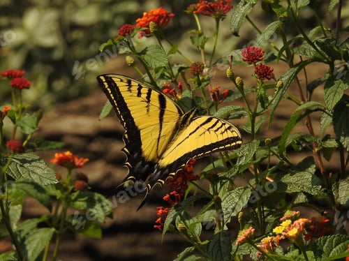 Preview: Big butterfly in a Spring day