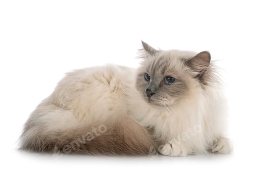 Preview: birman cat in studio