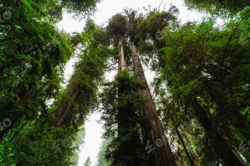 Preview: Views In The Redwood Forest At Redwoods National And State Parks In California