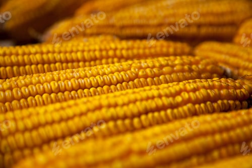 Preview: Old corn