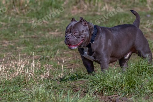 Preview: Dark brown Staffordshire terrier standing in the grass.