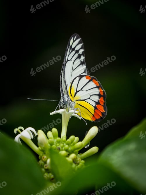 Preview: colurfull butterfly