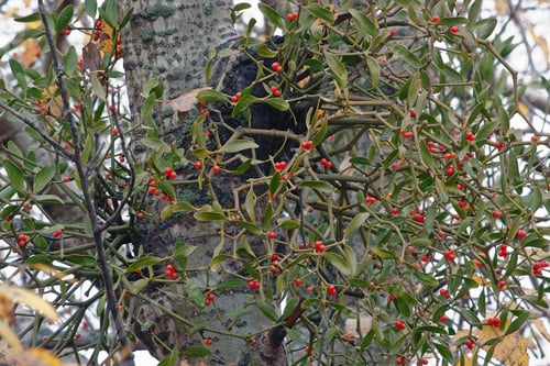 Preview: Korean Mistletoe (Viscum Album Coloratum). Another Scientific Name Is Viscum Album Coloratum.