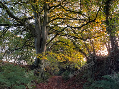 Preview: Ancient holloway, rural track in autumn