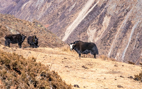 Preview: wild animal Yak