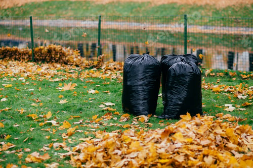 Preview: Black trash bags stand in park, filled with autumn fallen leaves against fence background