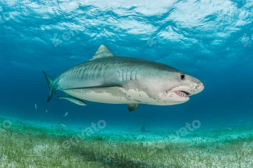 Preview: Tiger shark (Galeocerdo cuvier) swimming in the reefs north of the Bahamas in the Caribbean