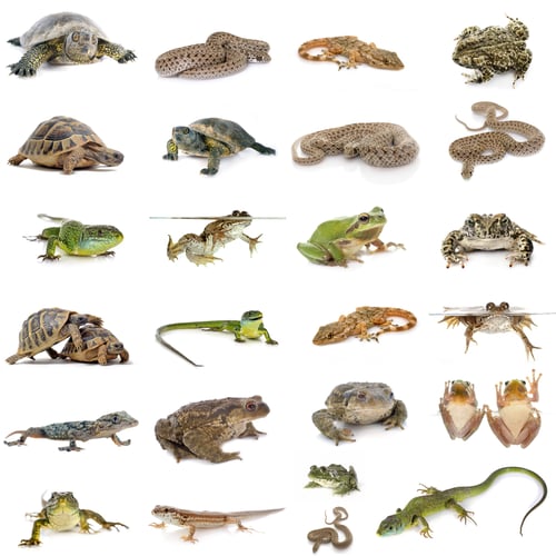Preview: european reptiles and amphibians