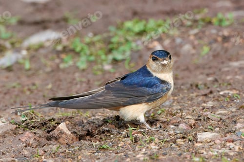 Preview: Red-rumped swallow (Cecropis daurica)
