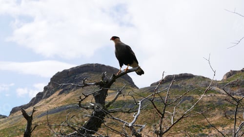 Preview: Falcon on the prowl