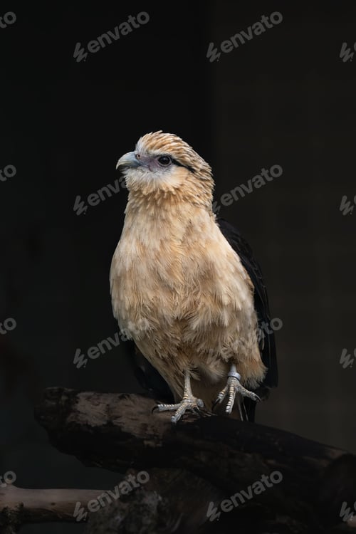 Preview: Serene Himakhima (Milvago chimachima) bird perched on a tree branch