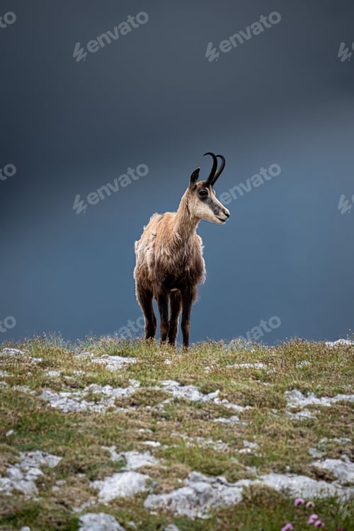 Preview: Brown goat on the mountain peak with sky on blurred background
