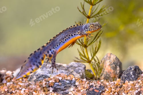 Preview: Alpine newt aquatic animal swimming in freshwater habitat