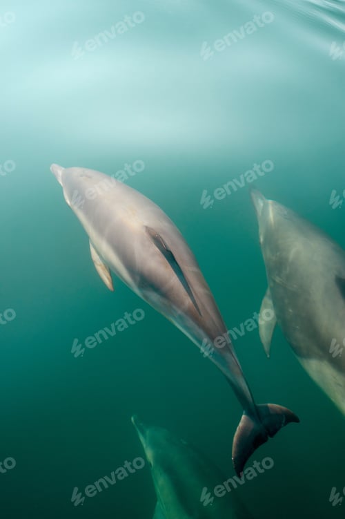 Preview: Dolphins swimming underwater