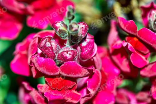 Preview: Pink flowers growing in a flowerbed