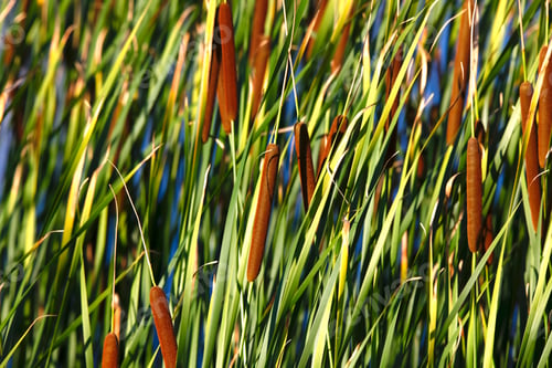 Preview: Close-up of reed belt