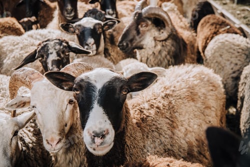 Preview: close up portrait of adorable brown sheep grazing in corral at farm