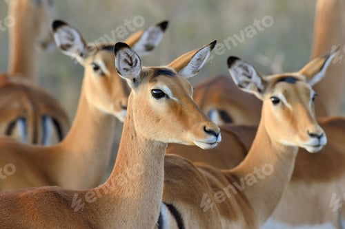 Preview: Impala on savanna in Africa