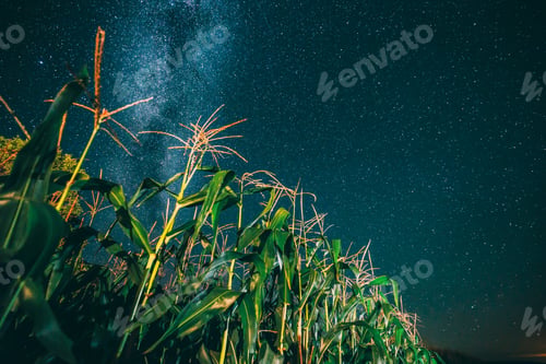 Preview: Bottom View Of Night Starry Sky With Milky Way From Green Maize Corn Field Plantation In Summer