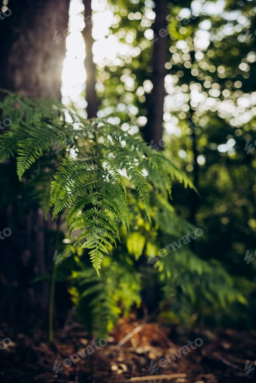 Preview: Fern in the forest in backlight