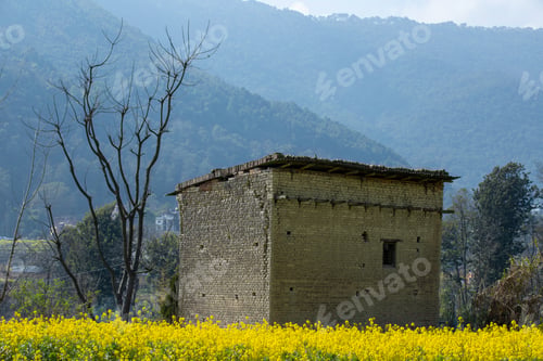 Preview: Beautiful mustard field.