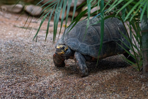 Preview: Yellow footed Tortoise (Chelonoidis denticulata)