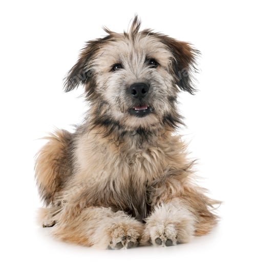 Preview: puppy pyrenean shepherd
