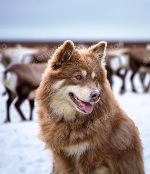 Preview: Finnish Lapphund in nature