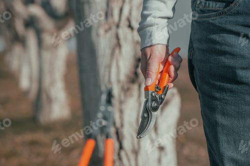Preview: Female gardener with hand pruner in walnut orchard, woman farmer using pruning shears