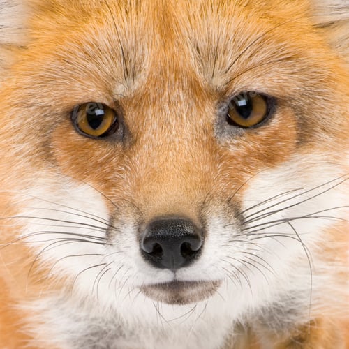 Preview: Red fox (4 years)- Vulpes vulpes