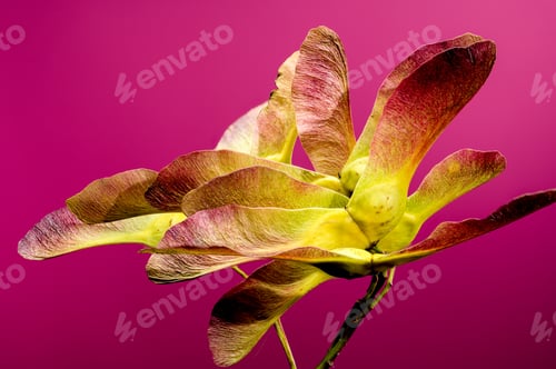 Preview: Maple seeds on a pink background