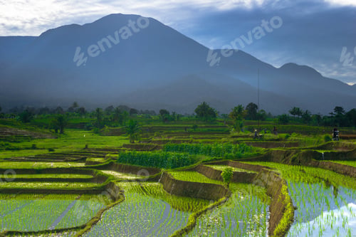 Preview: Beautiful morning view indonesia Panorama Landscape paddy fields with beauty color and sky natural l