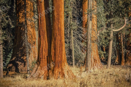 Preview: Ancient Sequoia Trees