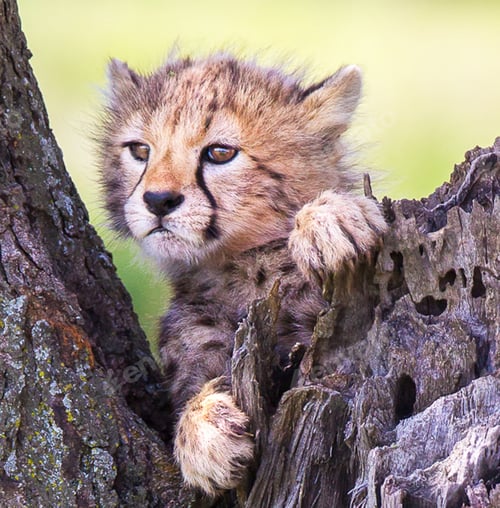 Preview: A Best wildlife sanctuary in the world
