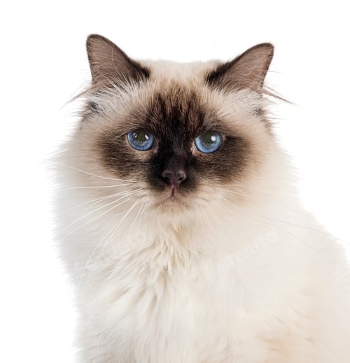 Preview: birman cat in studio