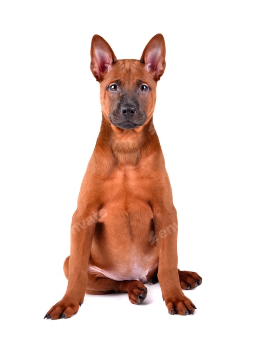 Preview: Cute thai Ridgeback puppy
